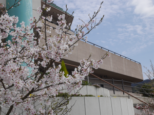 2015桜