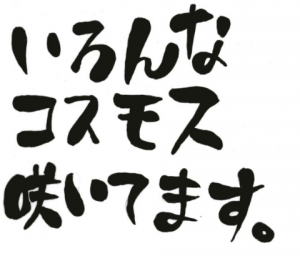 いろんなコスモス咲いてます